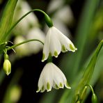 Märzenbecher im April