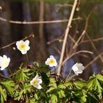 Märzenbecher im April...(2)