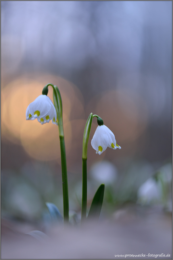 Märzenbecher im Auwald