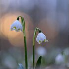 Märzenbecher im Auwald