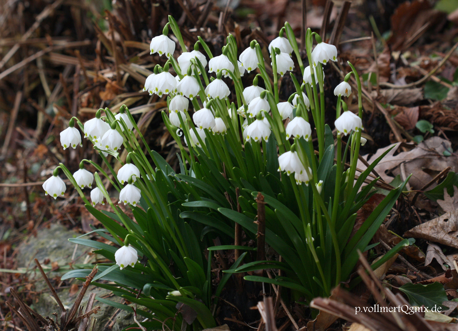 Märzenbecher im Berggarten