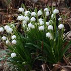 Märzenbecher im Berggarten