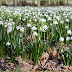 Märzenbecher im Februar 