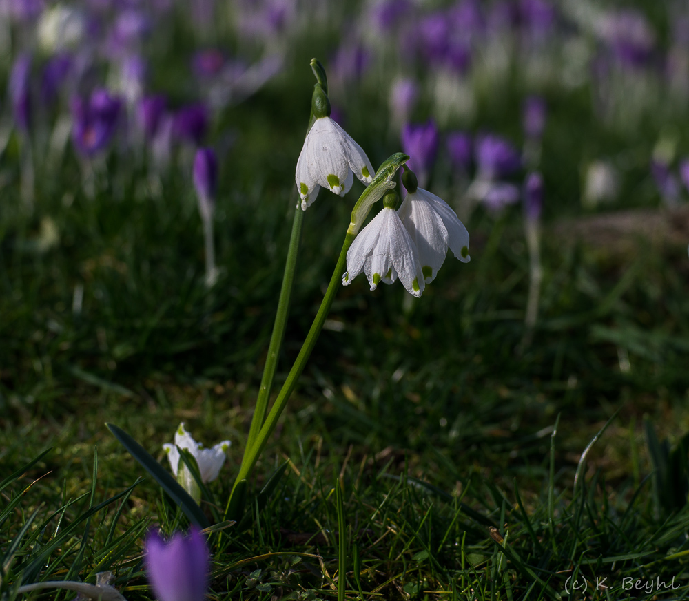 Märzenbecher im Februar