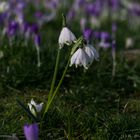 Märzenbecher im Februar