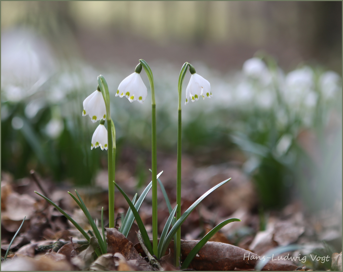 Märzenbecher im Februar (2)