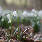 Märzenbecher im Februar (2)