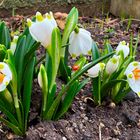 Märzenbecher im Februar