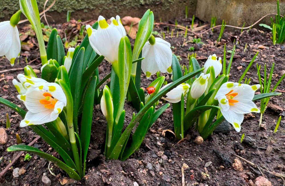 Märzenbecher im Februar