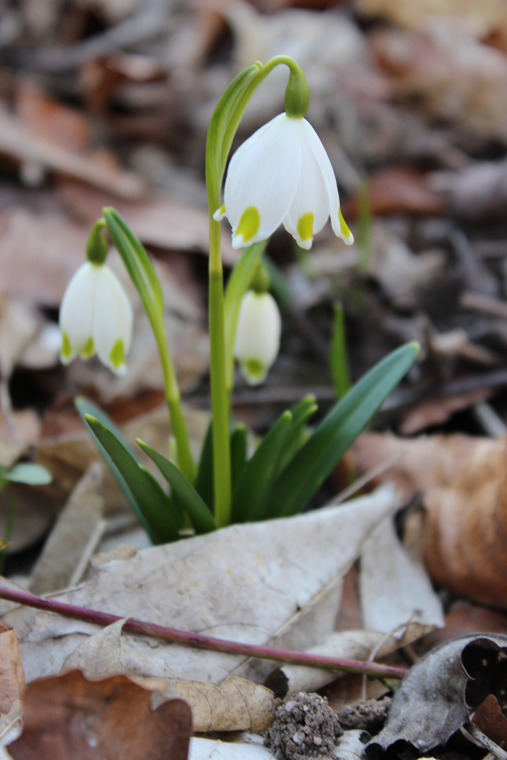 Märzenbecher im Februar