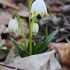 Märzenbecher im Februar