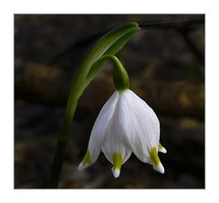 Märzenbecher im Februar