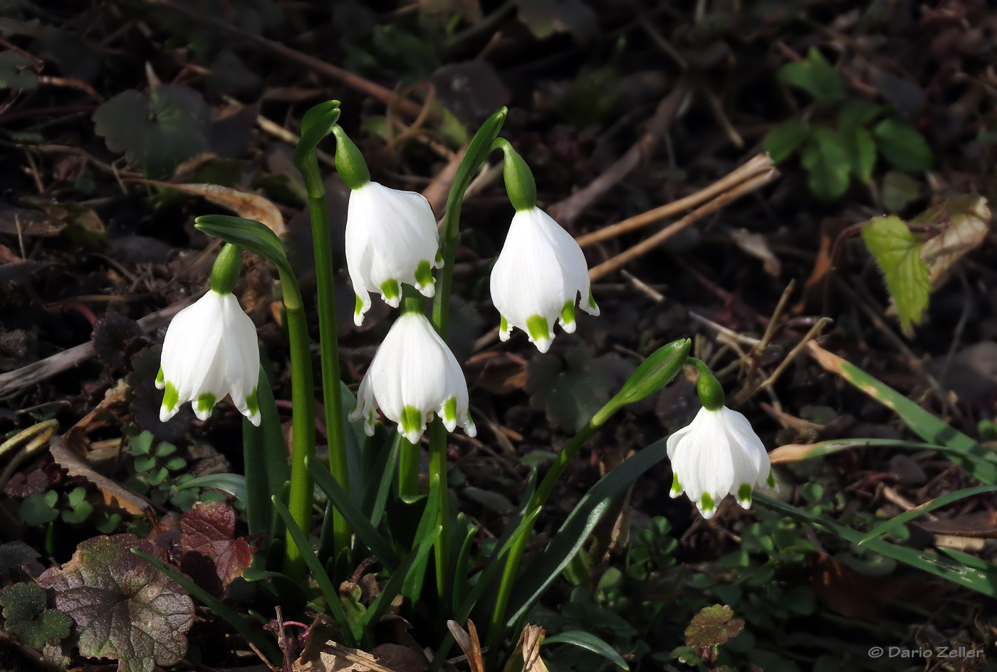 Märzenbecher im Februar