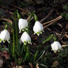 Märzenbecher im Februar