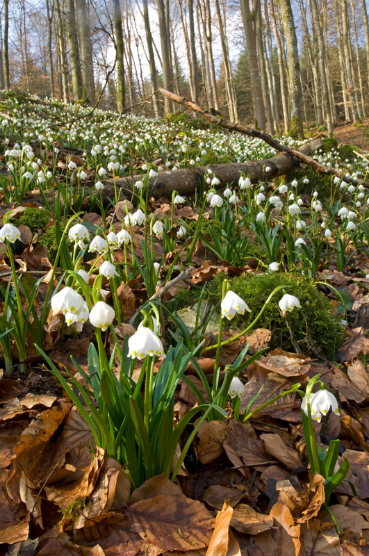 Märzenbecher im Frühlingswald