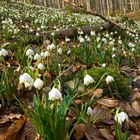 Märzenbecher im Frühlingswald