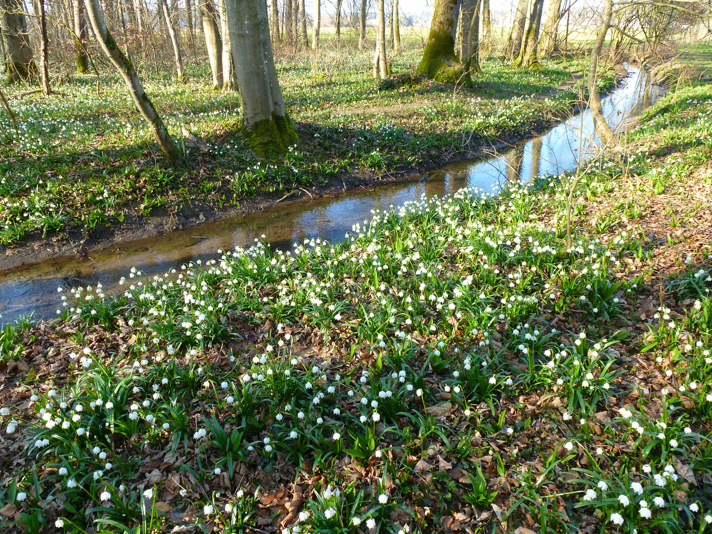 Märzenbecher im Frühlingswald