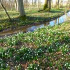 Märzenbecher im Frühlingswald