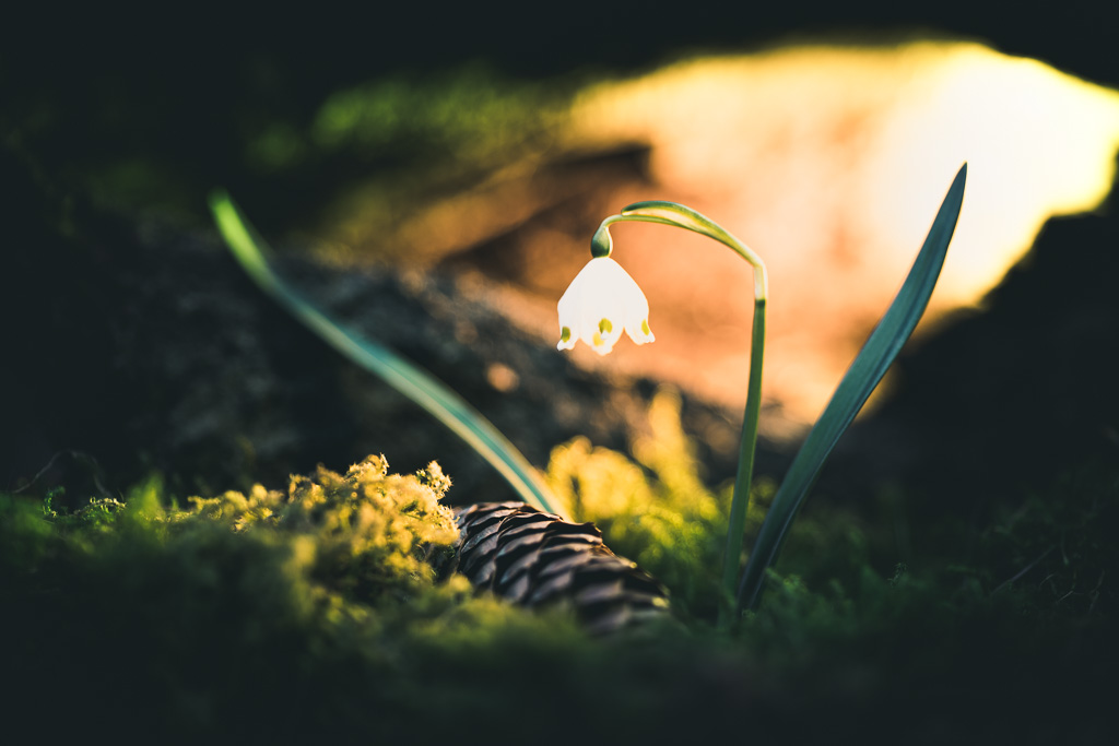 Märzenbecher im Garten