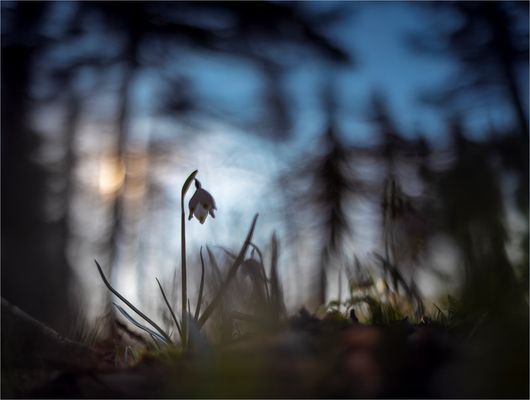Märzenbecher im Gegenlicht
