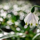 Märzenbecher im Gegenlicht