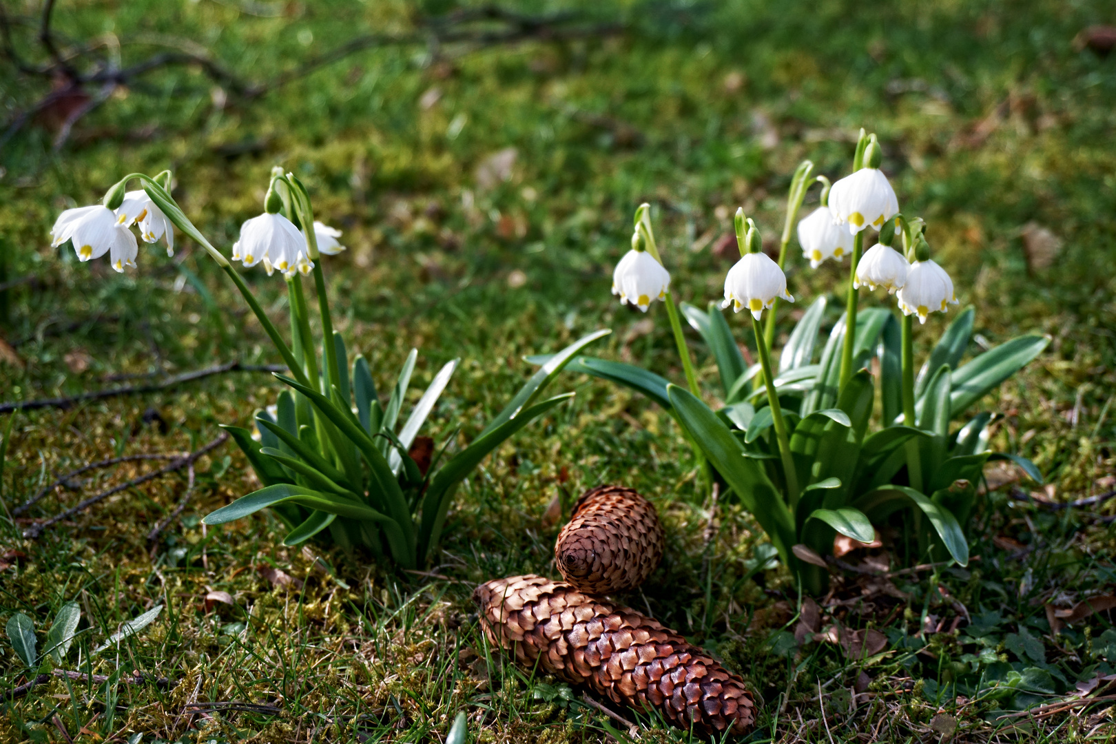 Märzenbecher im Heinrich-Heine-Park in Heilbad Heiligenstadt