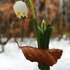 Märzenbecher im Herbströckchen