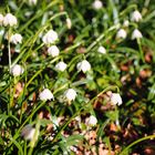 Märzenbecher im Naturschutzgebiet Herveler Bruch