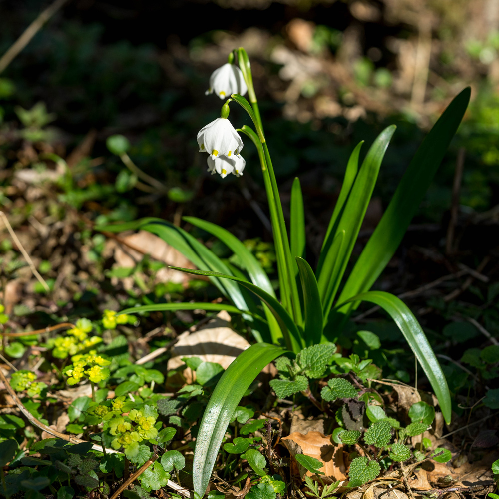 Märzenbecher im Polenztal