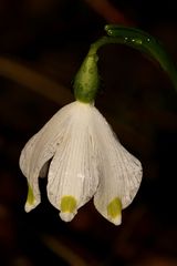 Märzenbecher im Regen