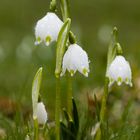 Märzenbecher im Regen