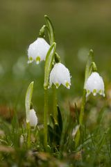 Märzenbecher im Regen