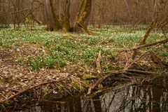 Märzenbecher im Riedwald