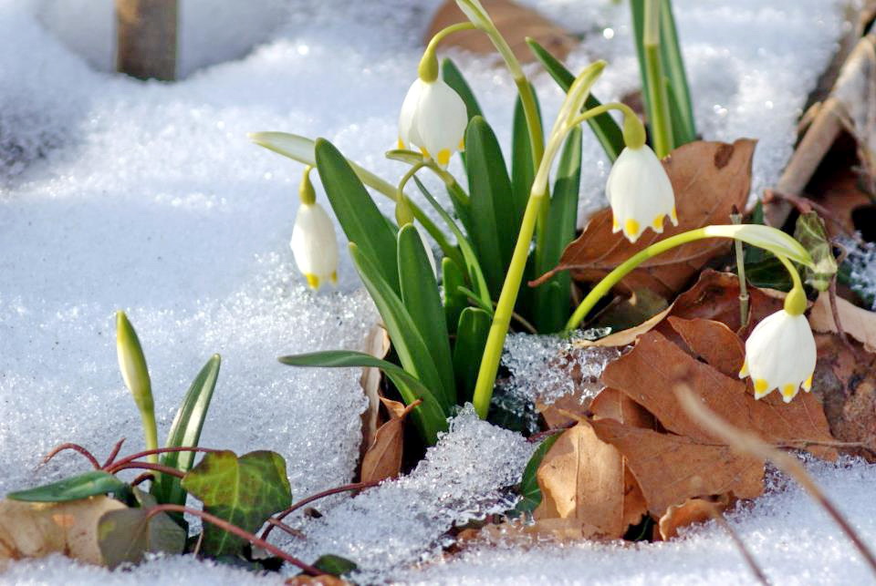 Märzenbecher im Schnee