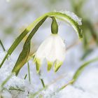 Märzenbecher im Schnee