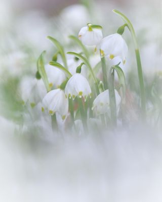 Märzenbecher im Schnee