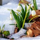 Märzenbecher im Schnee