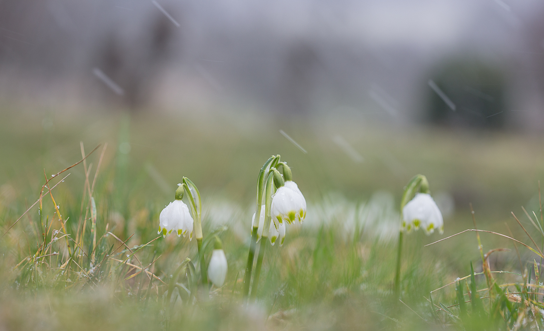 Märzenbecher im Schneegestöber