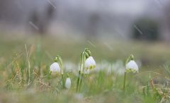 Märzenbecher im Schneegestöber