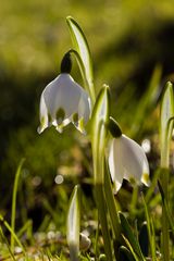 Märzenbecher im Sonnenlicht