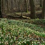 Märzenbecher im Steingrabengrund 1