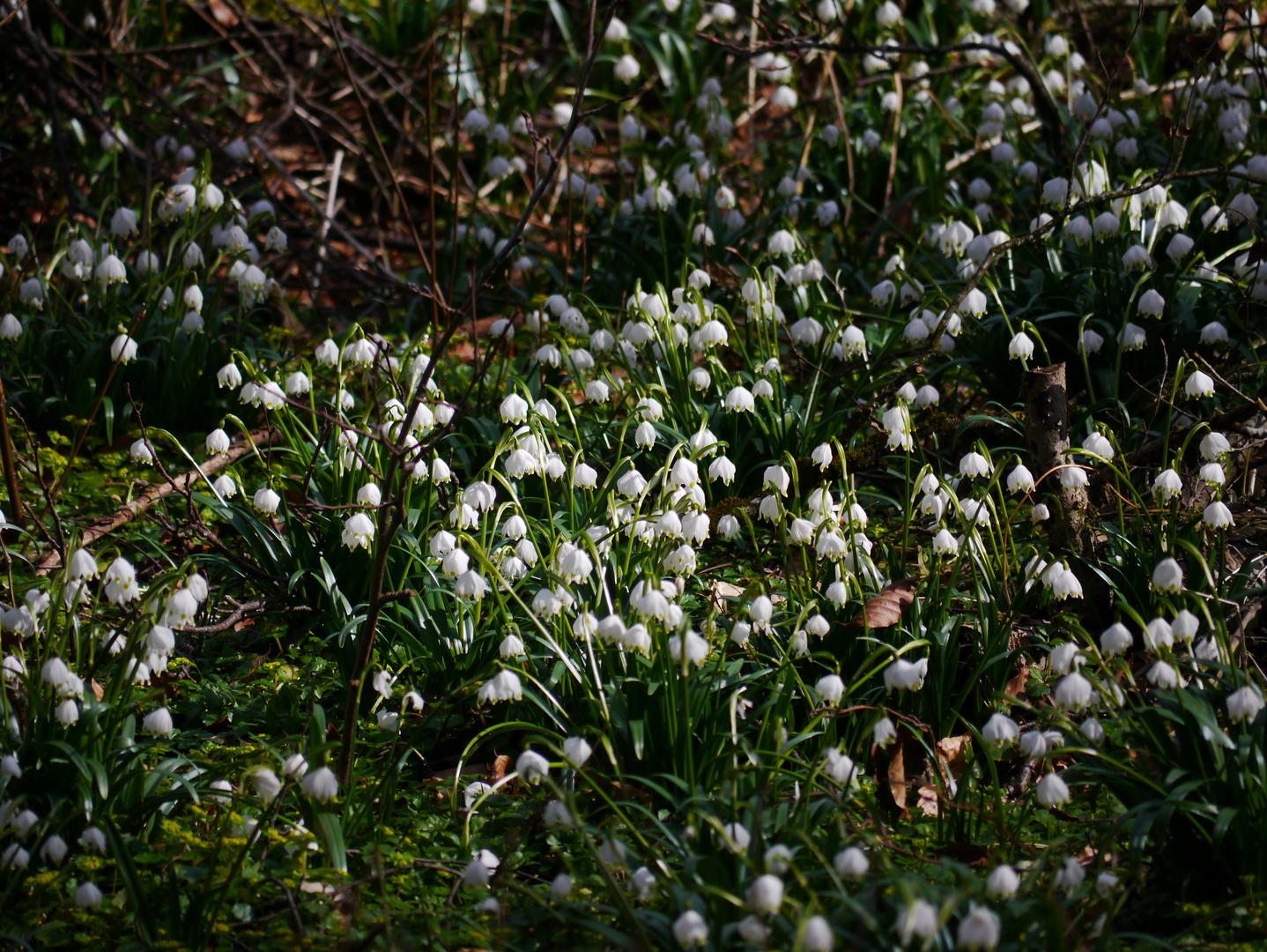 Märzenbecher im Wald