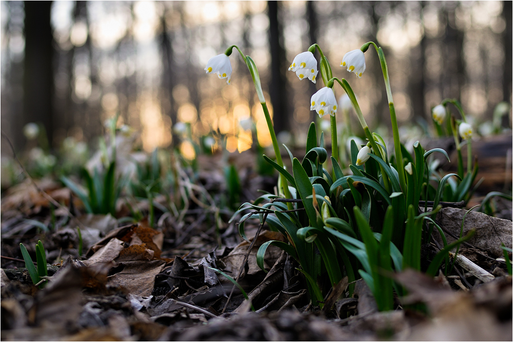 ~ Märzenbecher im Wald ~