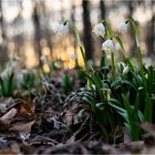 ~ Märzenbecher im Wald ~