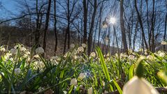 Märzenbecher im Wald