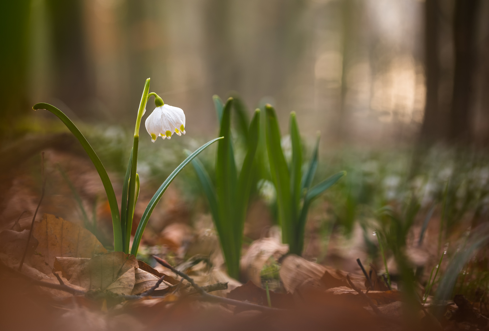 __märzenbecher im wald__