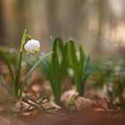 __märzenbecher im wald__