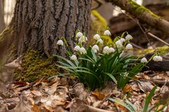 Märzenbecher im Wald