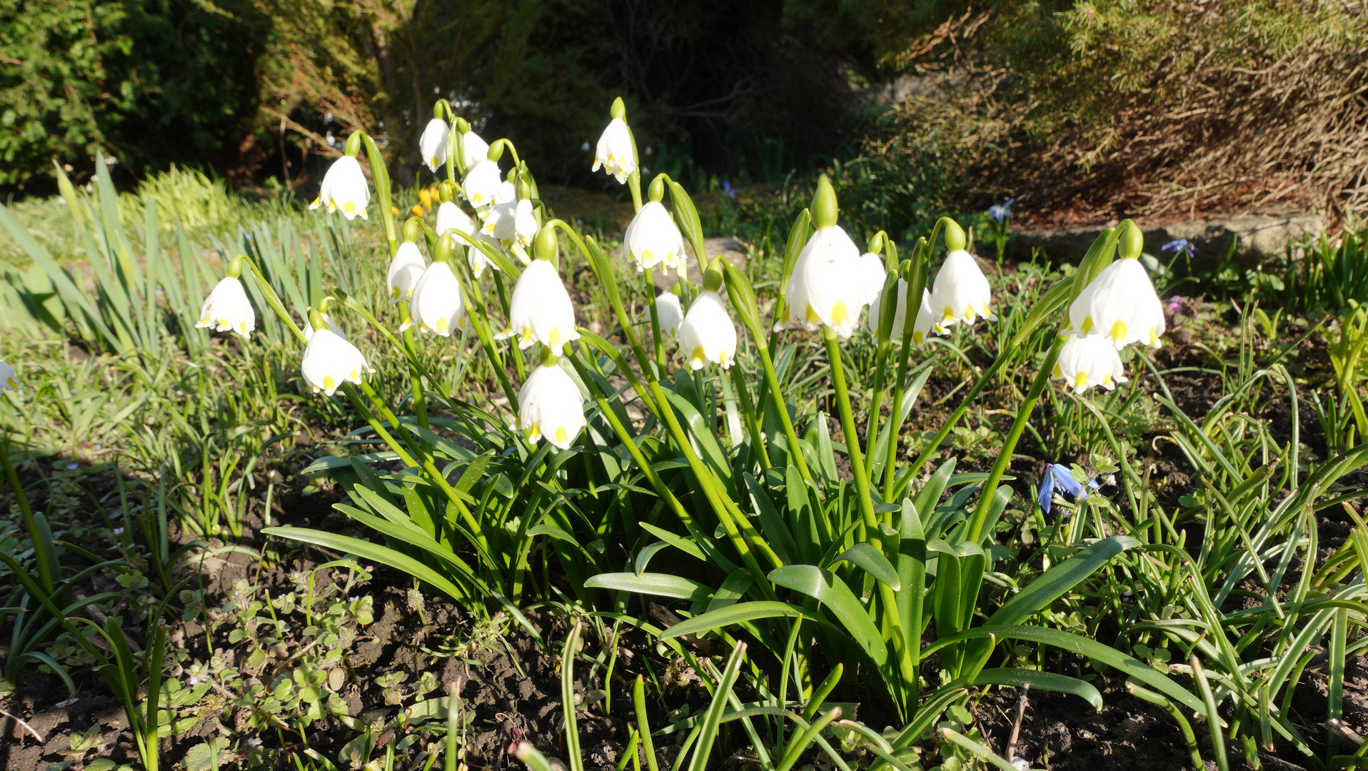 Märzenbecher in der Frühlingssonne