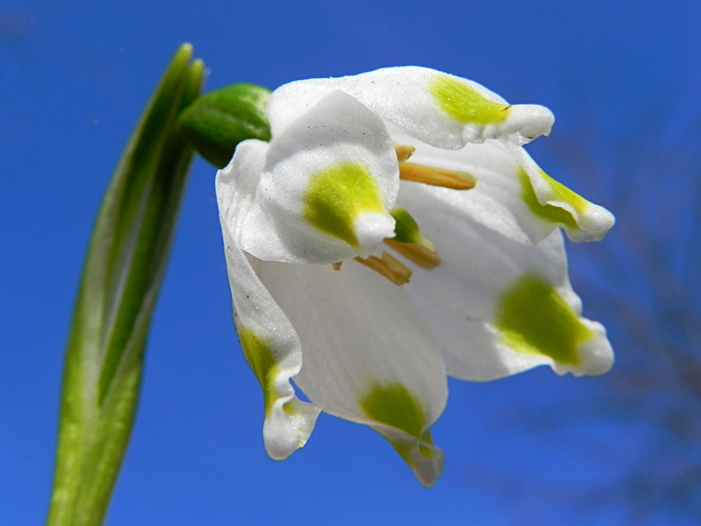 Märzenbecher in der Sonne 1